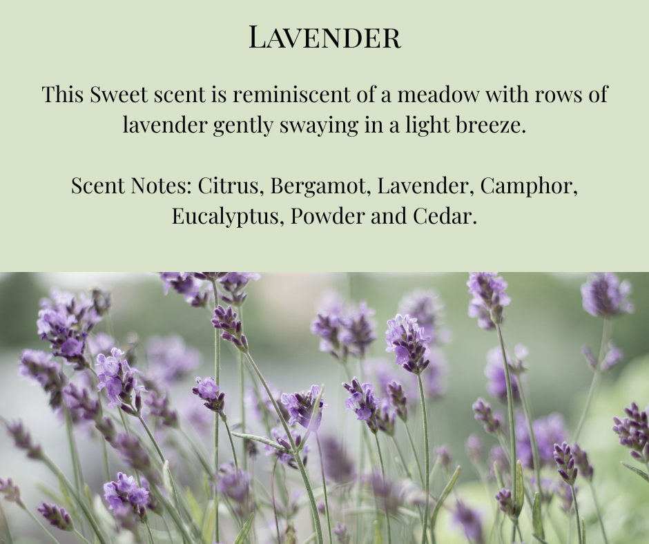 Car Diffuser - Lavender
